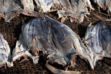 Tuna drying process on the coast of Sri Lanka - obrazy, fototapety, plakaty