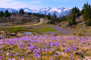 Road leading across spring crocus (Crocus vernus) flower covered meadow at Velika planina with snow covered mountains in Slovenia in spring