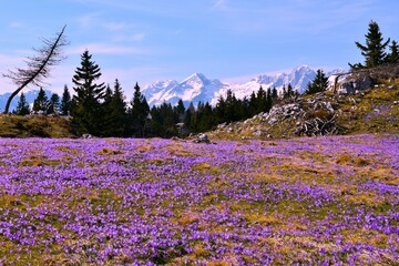 Field of purple spring crocus (Crocus vernus) flowers at Velika Planina and snow covere mountain peak in Gorenjska, Slovenia