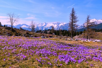 Purple blooming spring crocus (Crocus vernus) flowers at Velika planina and snow covered mountain...
