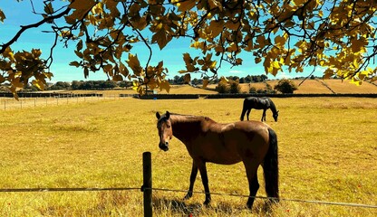 Autumn landscape, as two horses graze peacefully in a sunlit field,  close to a fence with foliage...