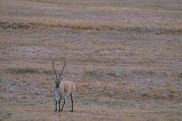 Tibetan Antelope on the Steppe
