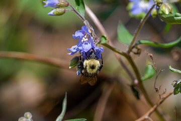 Bumblebee covered in pollen feeding on blue Jacobs Ladder. The bee is part of 250 species in the...