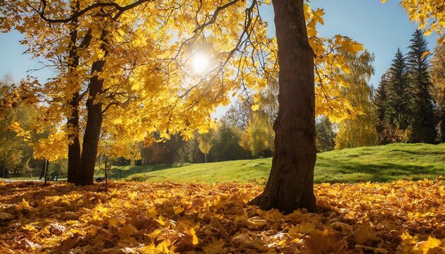 beautiful autumn landscape with yellow trees and sun colorful foliage in the park falling leaves natural background