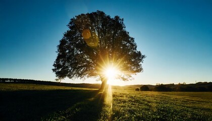 the sun shining through a tree on a green meadow a panoramic idyllic rural landscape with clear...