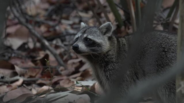 mapache mira a c&aacute;mara 