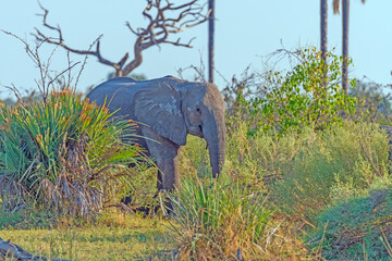 Young Elephant Peeking Through the Grasses While Feeding