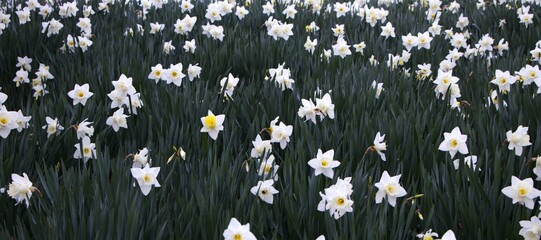 vast field of white daffodils. concepts: gardening magazines, websites, or plant-related articles,...