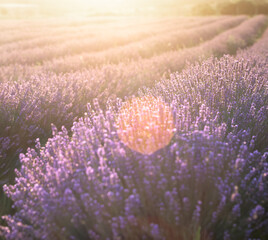 Lavender bushes closeup on sunset. Sunset gleam over purple flowers of lavender. Provence region of France. - 783411703