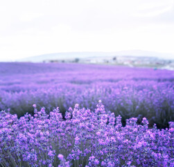 Lavender bushes closeup on sunset. Sunset gleam over purple flowers of lavender. Provence region of France. - 783411912