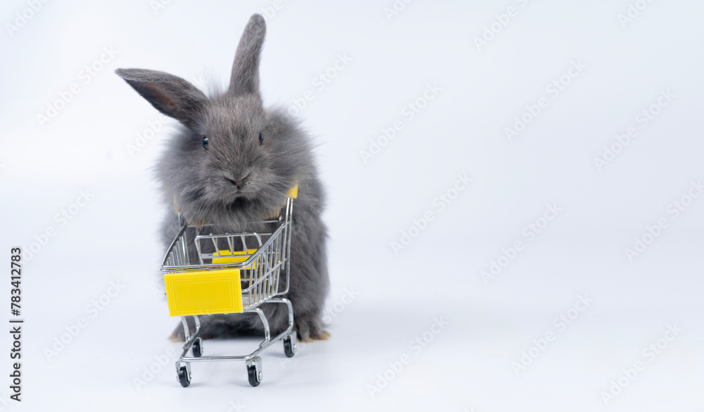 Wall mural healthy rabbit black bunny standing on leg pushing empty shopping cart walking over isolated white b