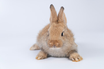 Adorable newborn baby rabbit bunnies brown looking at something sitting over isolated white background. Puppy lovely furry brown bunny ears rabbit playful with copy space. Easter bunny animal concept.