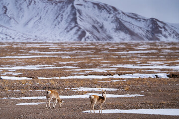 Tibetan Antelopes under Snowy Mountains