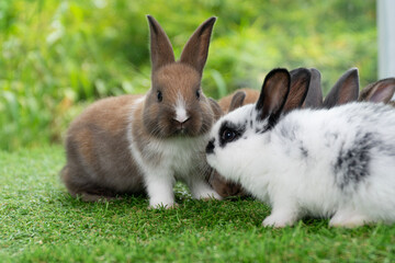 Adorable baby rabbits ears bunny sitting playful family together on the green grass. Family healthy tiny furry baby brown white bunny rabbits playful on meadow. Easter family animal pet bunny concept.
