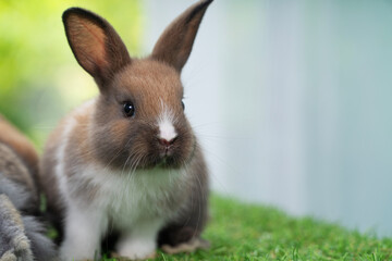 Fluffy curiosity rabbit bunny sitting green grass in spring summer background. Infant dwarf bunny brown white rabbit playful on lawn with white background. Cute animal furry pet concept.