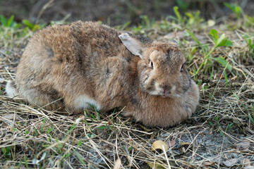 Chubby rabbit bunny sitting dry meadow sunlight at countryside nature background. Fluffy young cute rabbit brown bunny sitting on dry field looking something in garden outdoor. Easter mammal pet.