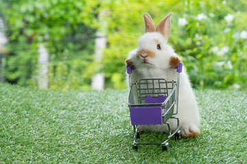 Adorable baby rabbit white black pushing empty purple shopping basket cart while walking on green...