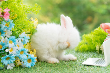 Tiny cuddly rabbit bunny clean body with small laptop on the green grass. Lovely white baby rabbit...