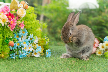 Lovely rabbit ears bunny standing leg paw on green grass with flowers over spring time nature...