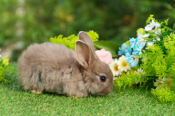 Lovely rabbit ears bunny sitting playful on green grass with flowers over spring time nature background. Little baby rabbit brown bunny curiosity standing playful on meadow summer background. Easter