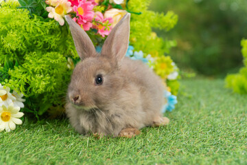Lovely rabbit ears bunny sitting playful on green grass with flowers over spring time nature background. Little baby rabbit brown bunny curiosity standing playful on meadow summer background. Easter