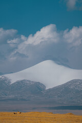 Animals on the Grassland under Snow Mountain