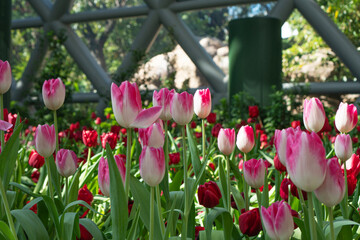 Blossom pink tulips flower growth sunlight morning on nature summer background. Botanic freshness pink tulips flowers with green leaf symbol romantic love at garden outdoor in springtime season.