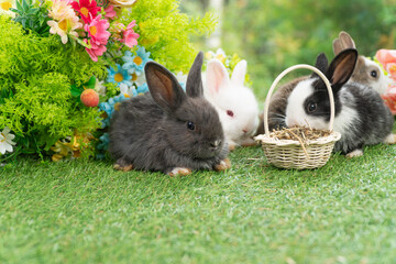 Healthy infants rabbits bunny hungry eating dry alfalfa field in basket sitting together on green grass flower on spring background. Baby rabbits black white bunny feeding alfalfa grass spring time. - obrazy, fototapety, plakaty