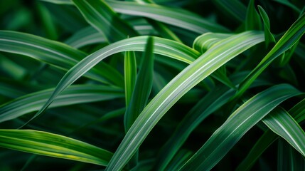 Obraz premium green grass background