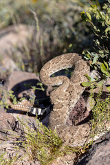 Rattlesnake in Strike Mode