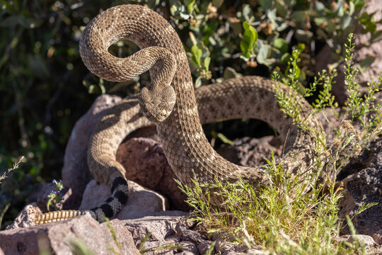 Rattlesnake in Strike Position
