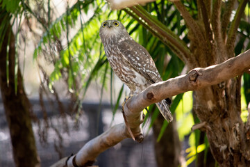 The barking owl has bright yellow eyes and no facial-disc. Upperparts are brown or greyish-brown, and the white breast is vertically streaked with brown. The large talons are yellow.