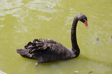 the black swan has black feathers edged with white on its back and is all black on the head and neck.