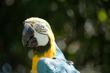 the blue and gold Macaw has back and upper tail feathers of the blue and gold macaw are brilliant blue; the underside of the tail is olive yellow.