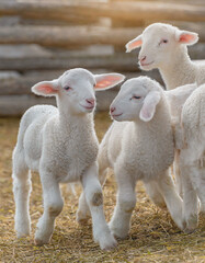 Fototapeta premium White Baby Lambs Frolicking Together AI