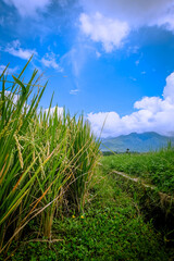 landscape view of rice fields with a blue sky background