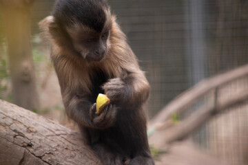 The brown capuchin has brown, thick fur with a dark wedge on the forehead and lighter face, cheeks...