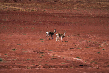 Two Tibetan Gazelles Strolling in the Desert