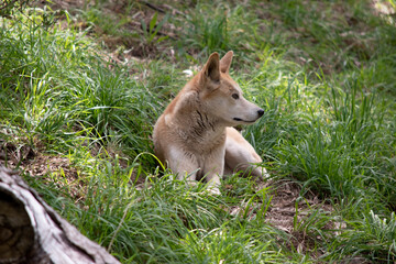 Dingos are a dog-like wolf. They have a long muzzle, erect ears and strong claws. They usually have...