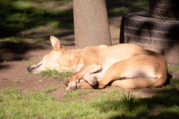 the dingo is an Australian wild dog