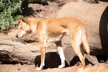 Dingos are a dog-like wolf. Dingos have a long muzzle, erect ears and strong claws. They usually have a ginger coat and most have white markings on their feet, tail tip and chest.