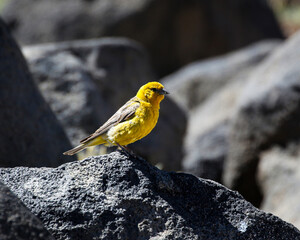 Pájaro de color amarillo intenso, parado sobre una piedra en la montaña