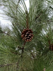 a pine cone that is on a tree