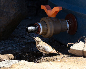 Bird taking a drop of water from a colorful fountain - obrazy, fototapety, plakaty