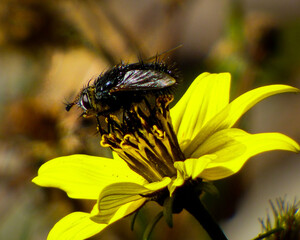 Black insect perched on a yellow flower - obrazy, fototapety, plakaty