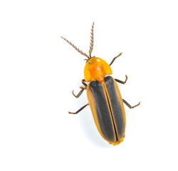 top view firefly on a white background