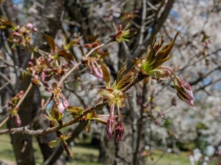 桜の花