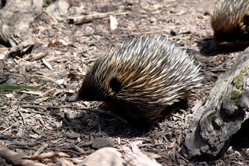 the short nosed echidna has strong-clawed feet and spines on the upper part of a brownish body. The snout is narrow and the mouth is small, with a tongue that is long and sticky