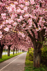 Naklejka premium Sakura Alley. Blooming rose trees in the park. Spring Nature