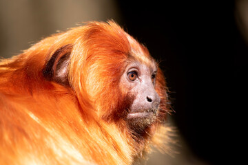 the golden lion tamarin South America primates with a magnificent reddish-gold coat and a long, backswept mane.